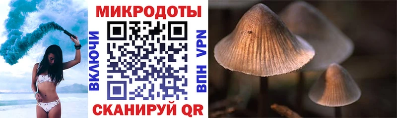 Галлюциногенные грибы Psilocybe Южноуральск